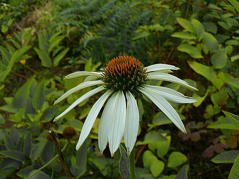 Echinacea