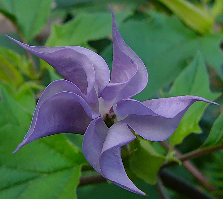 Datura quercifolia