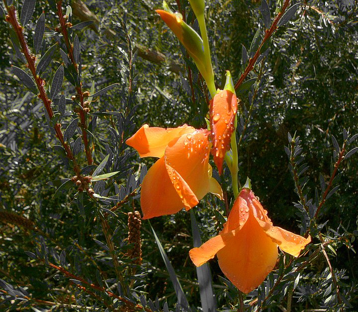 Gladiolus dalenii (peach)