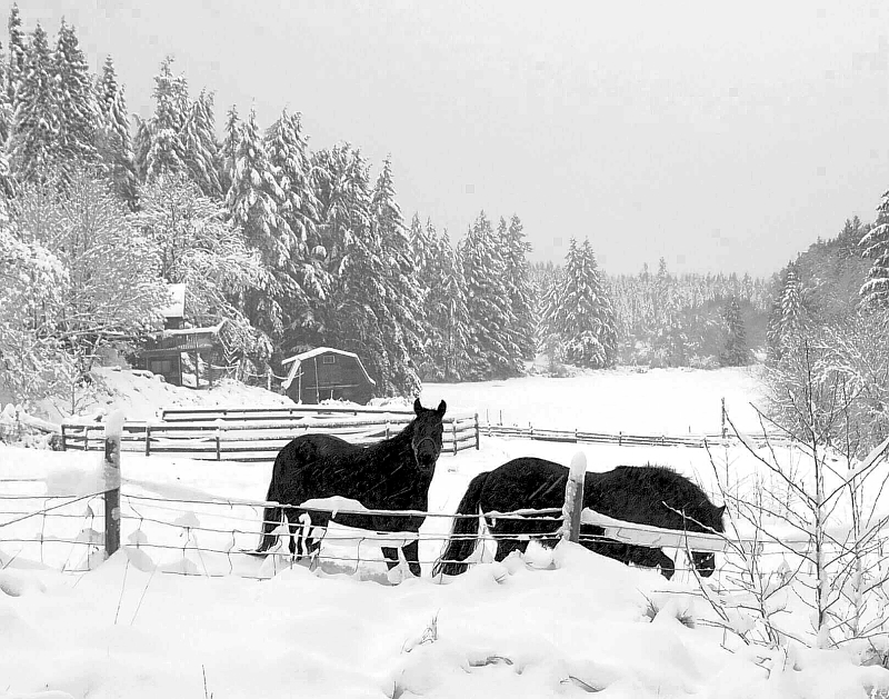 2snowhorses.jpg
