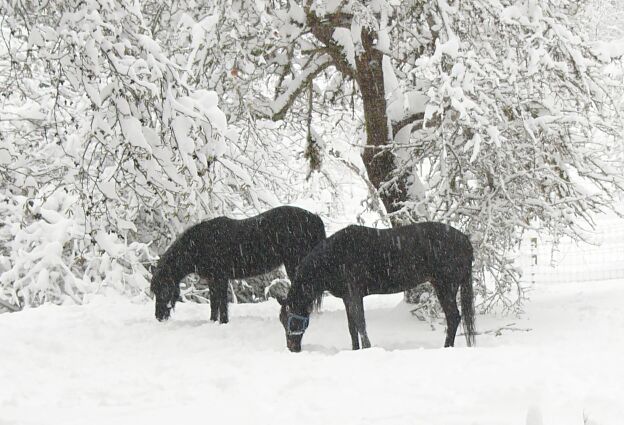 snowhorsessynsz.jpg