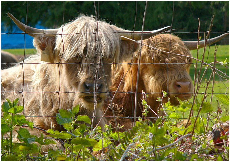yak yak.jpg