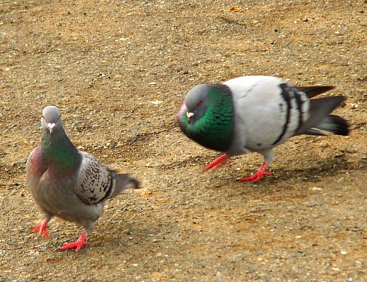 pigeon pursuit