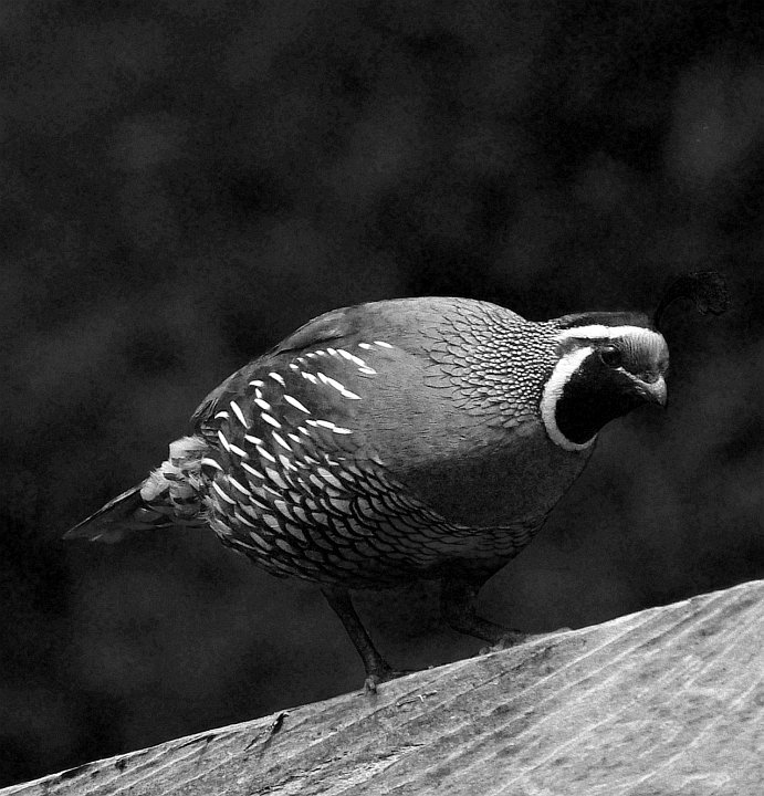 quail