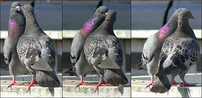 pigeon tango