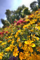 flowertiltshift.jpg