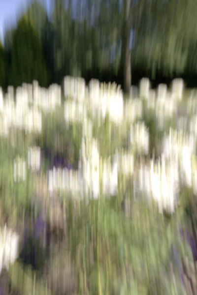 flowerblur.jpg