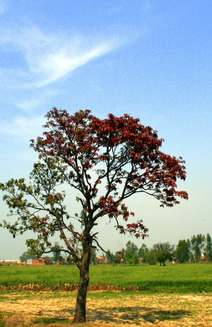 Shades-of-Summer.jpg