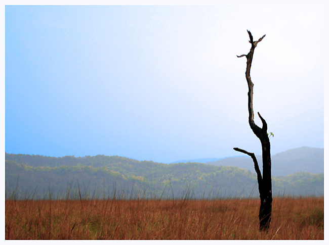 Morning at Corbett