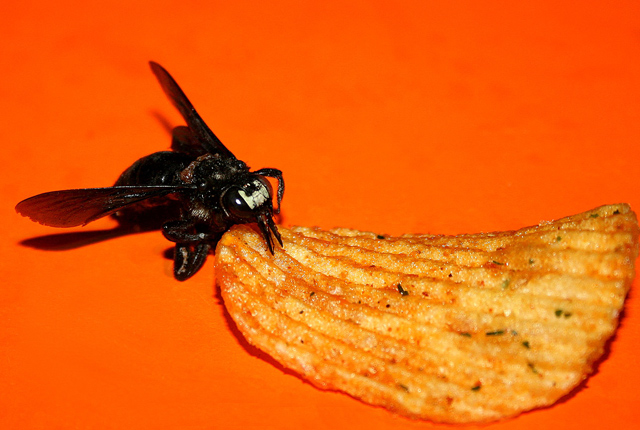 Bee Chip