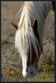 Spring Grazing