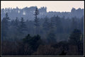 Early Morning Mist