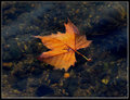 Autumn  Leaf