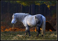 Winter Feeding