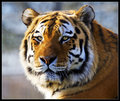 The Tiger