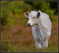 Autumn Calf