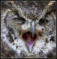 The 'Yawney' Owl