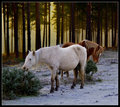 Winter Foraging  II