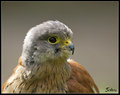 Portrait of a Kestrel