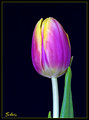 Single Tulip
