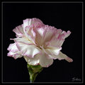 Single Carnation