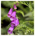 Foxgloves