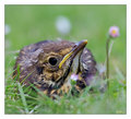 Hiding in the Daisies