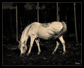 Grazing