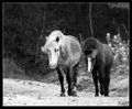 Mother & Foal