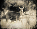 The Feeding Fawn