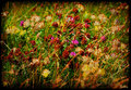 Meadow Flowers
