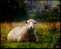 The Contented Sheep