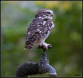 The Little Owl