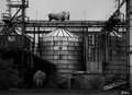 Feral Rhinos