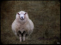 Unashamedly Sheep