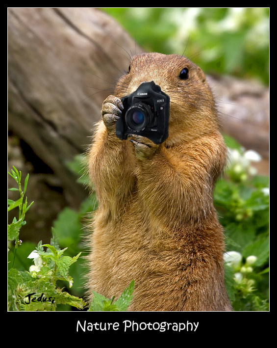 Nature Photography
