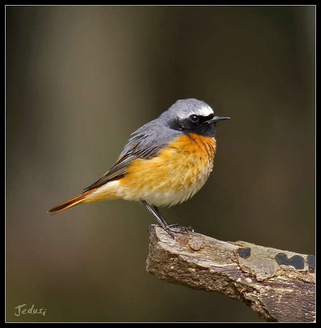 Redstart