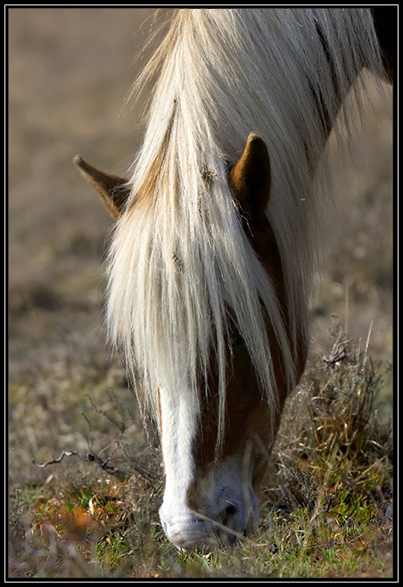 Spring Grazing