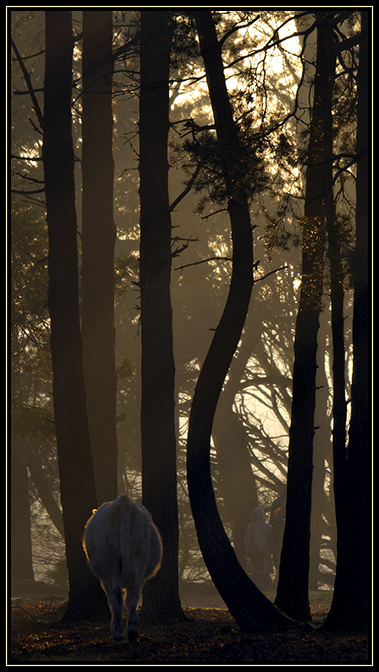 Evening Walk