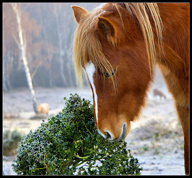 Winter Foraging