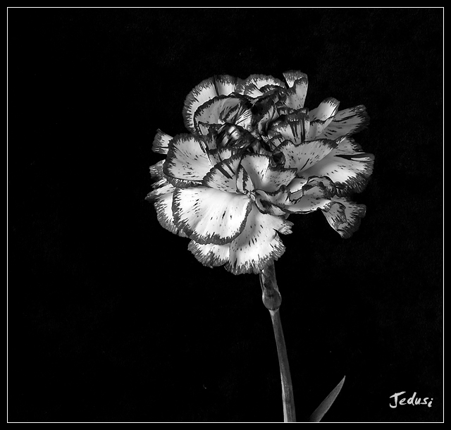 Carnation