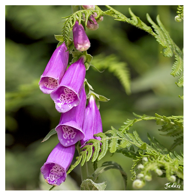 Foxgloves
