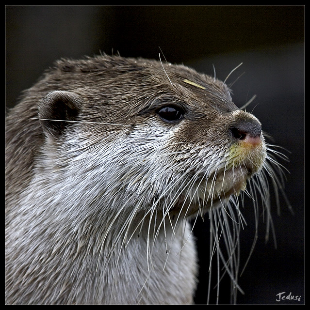 Asian Short Clawed Otter