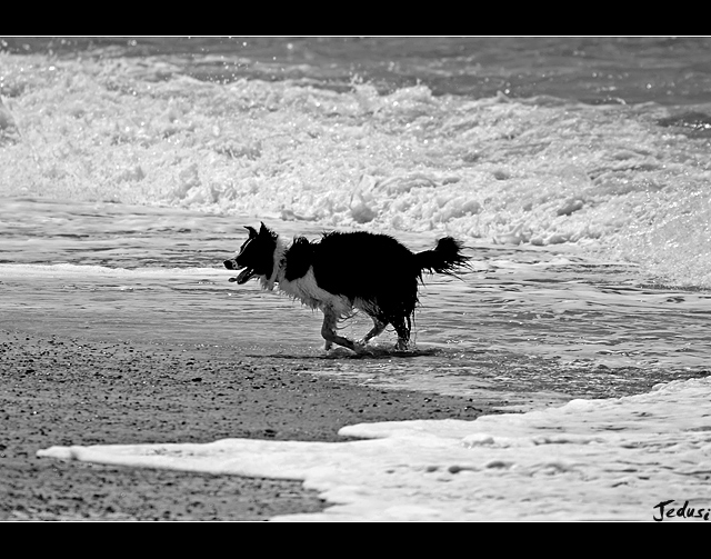 The Happy Collie
