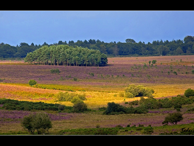 Island of Trees