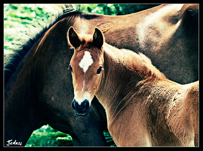 The Foal