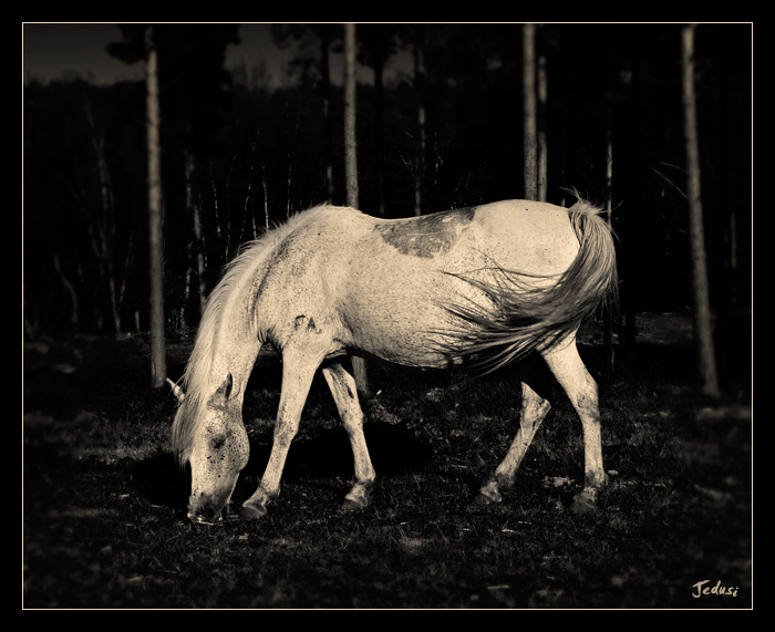 Grazing