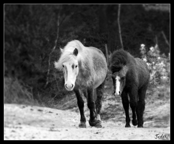 Mother & Foal