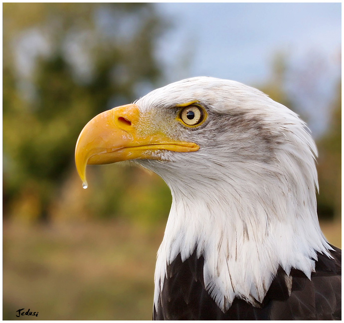 Autumnal Eagle