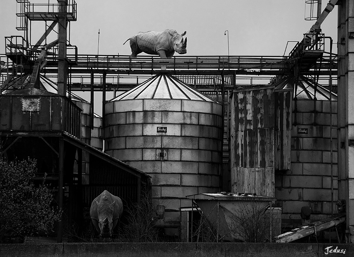 Feral Rhinos